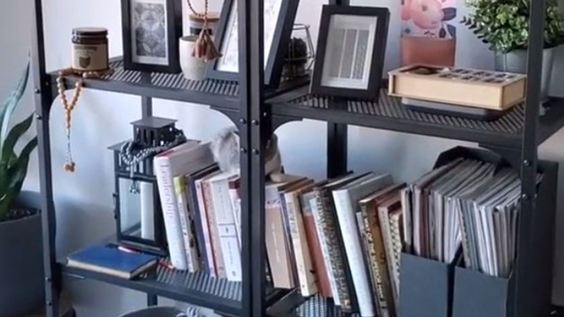 You have 20/20 vision if you can spot two cats hiding on the bookshelf in under 10 seconds before the camera zooms in