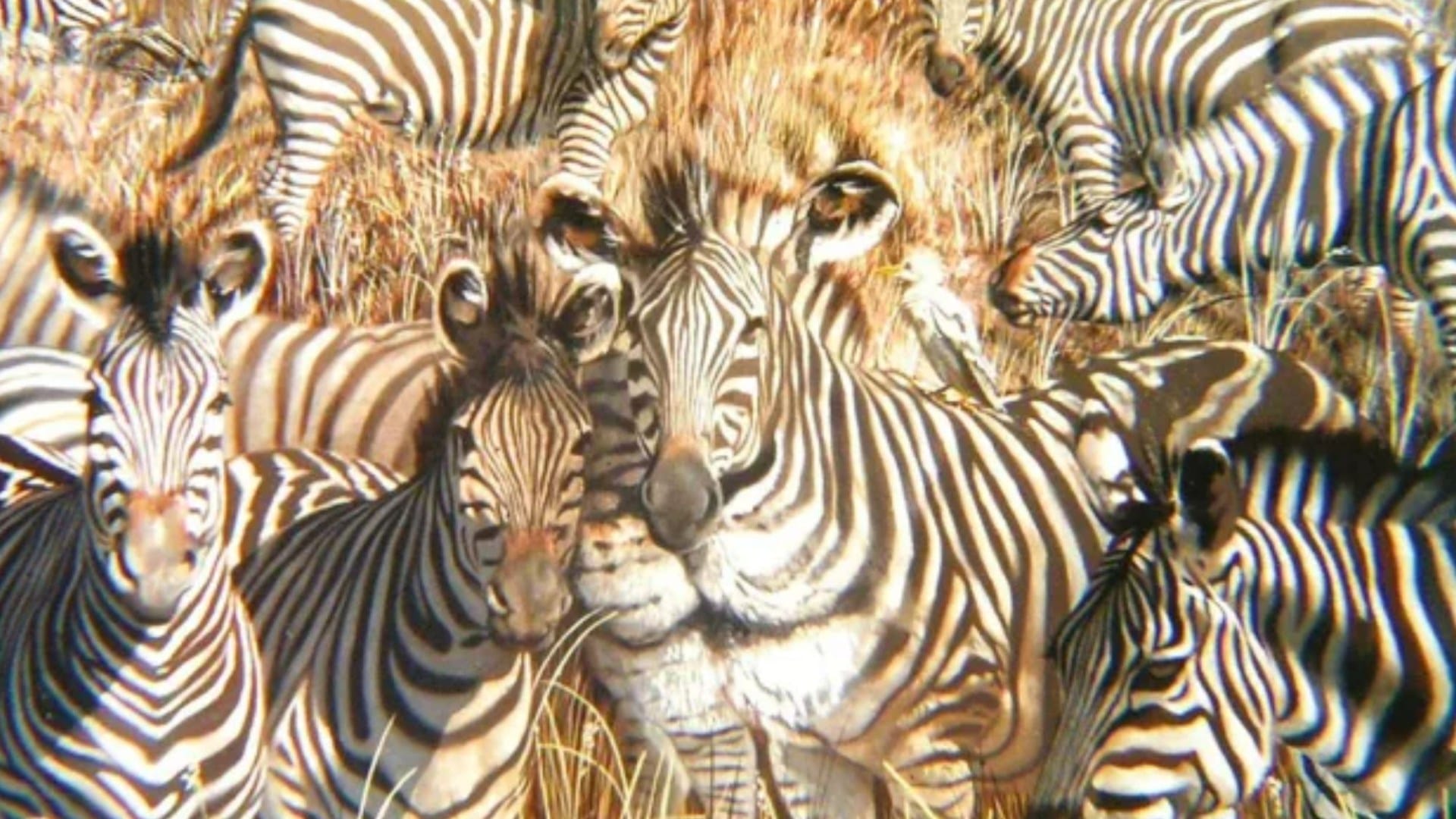 You have 20/20 vision if you spot the lion hiding amongst the herd of zebras in just 15 seconds