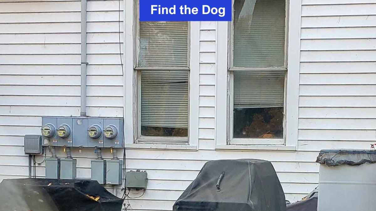 Find the dog