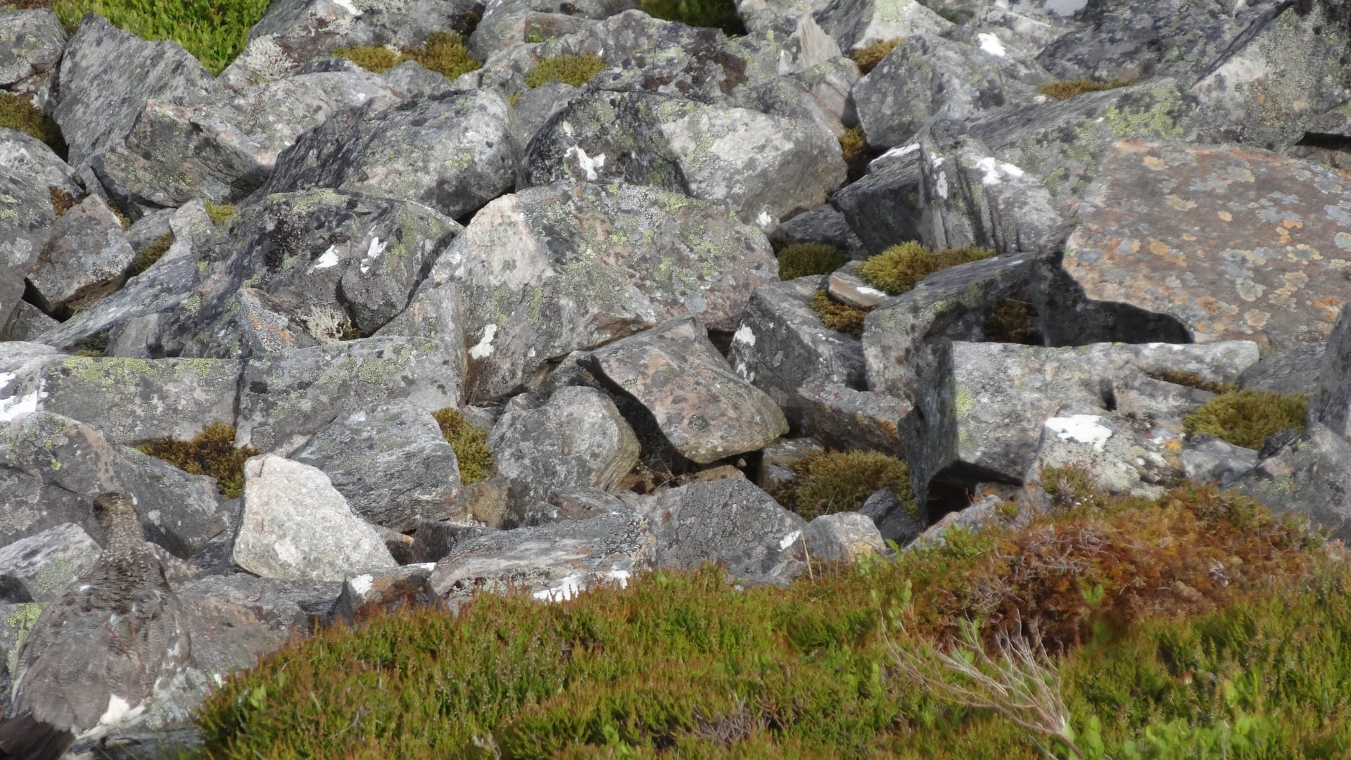 You have the eyes of a hawk if you can spot the sneaky bird hiding amongst the rocks in just 30 seconds