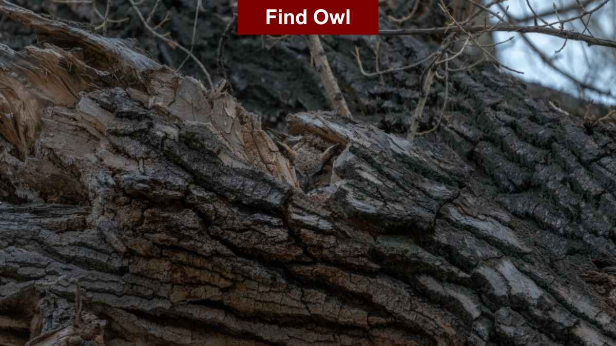 Find Owl