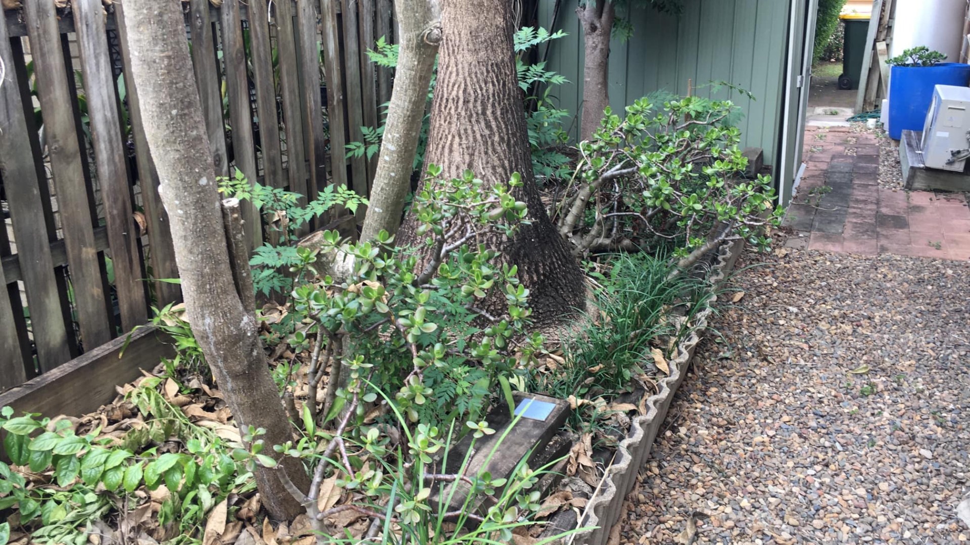 You need the coolness of a snake catcher to spot the deadly python lurking in this garden less than 10 seconds