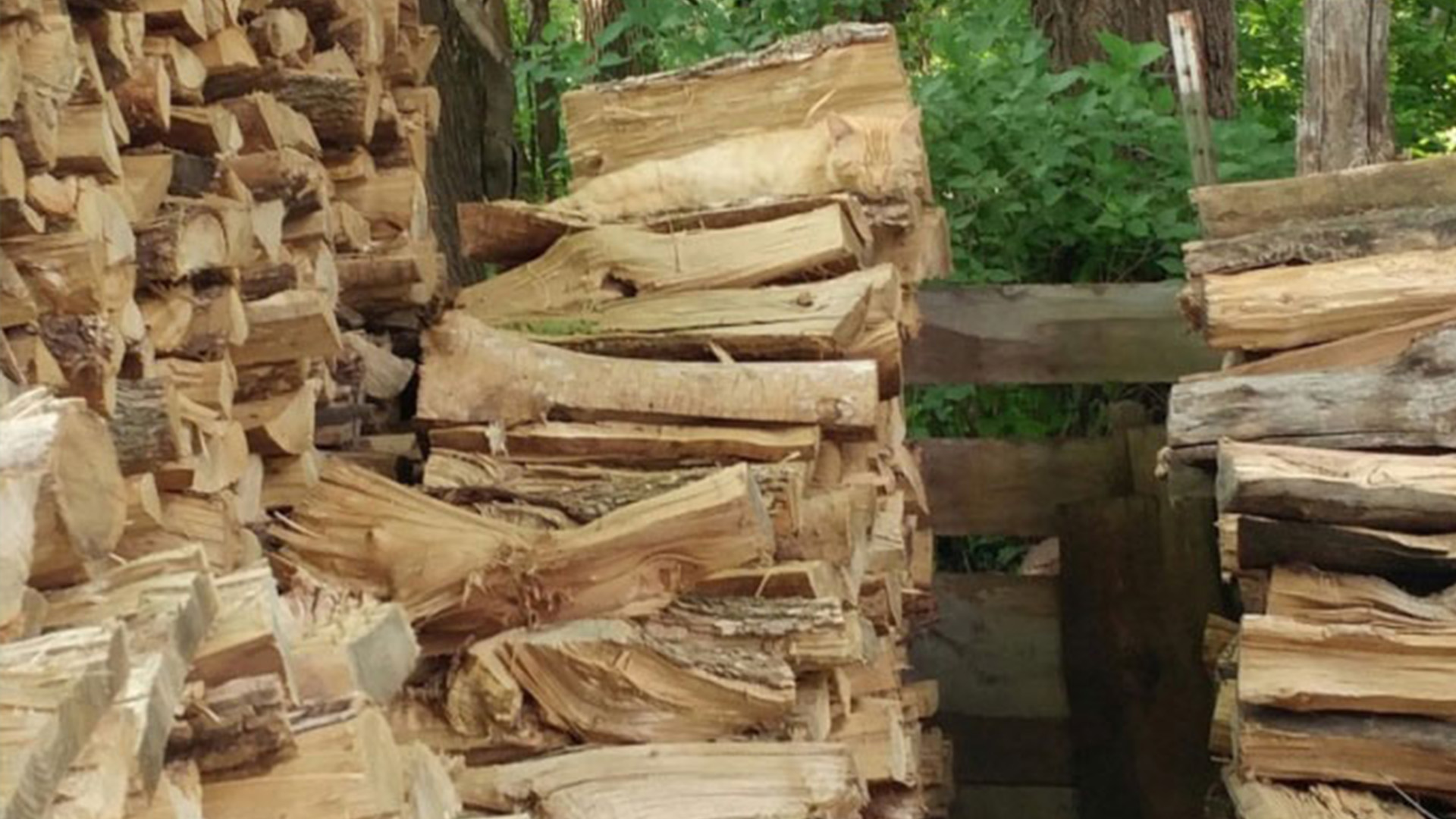 You truly have 20/20 vision if you can spy the sleeping cat nestled in this pile of logs in under 15 seconds