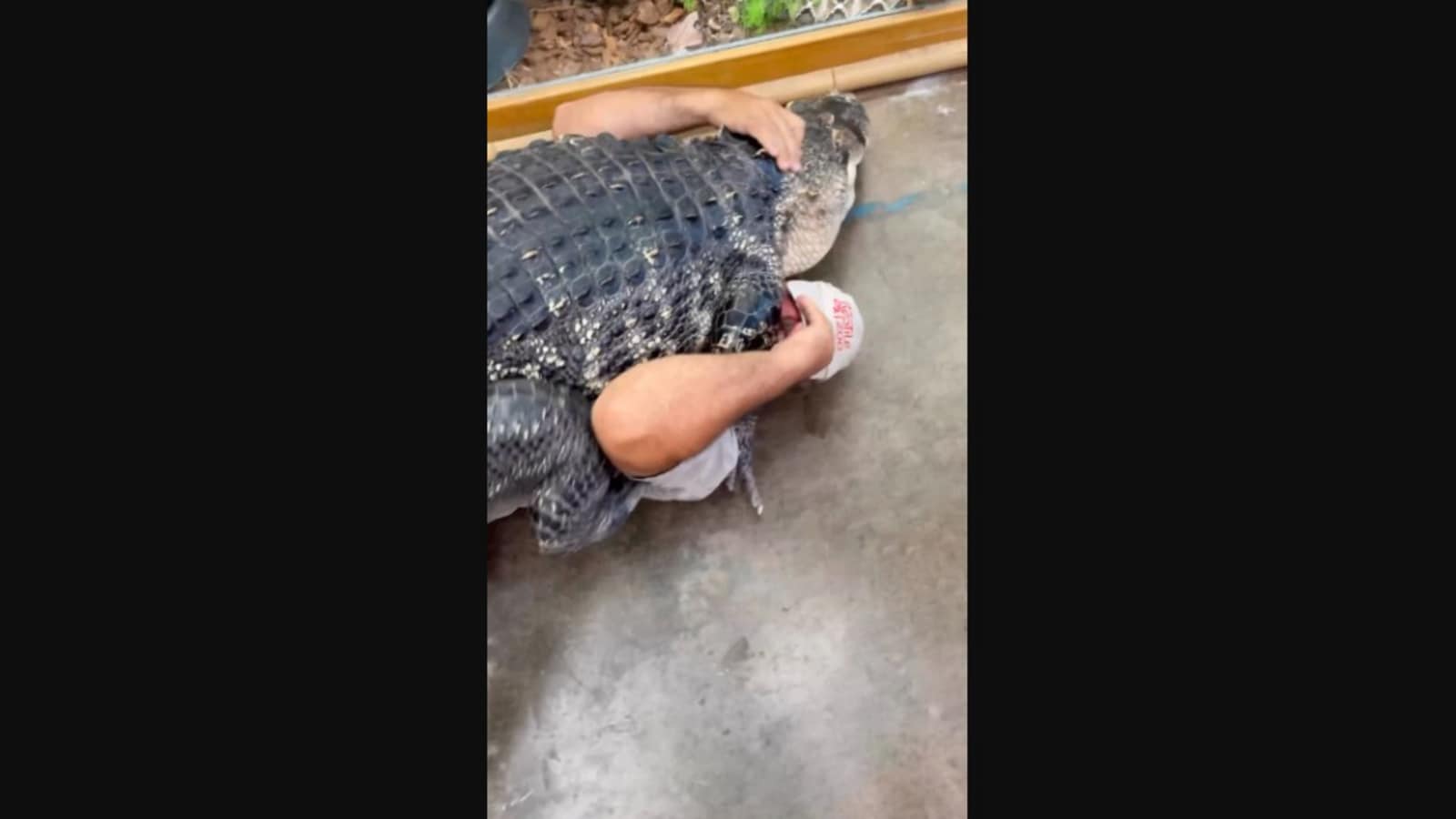 Zookeeper cuddles with huge alligator in ‘fun and scary’ video